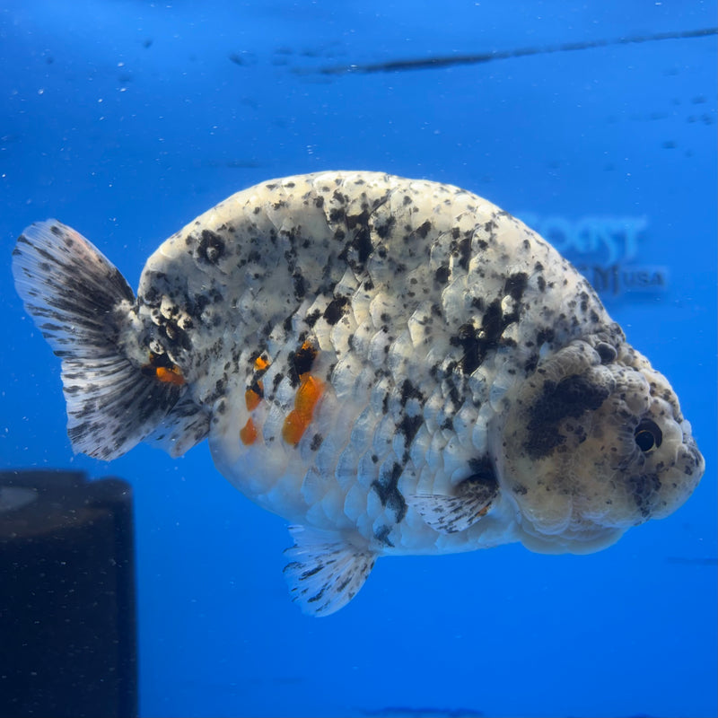 Thai Super Jumbo Calico Ranchu 6” Body Male(CK-CRP-JO1140)