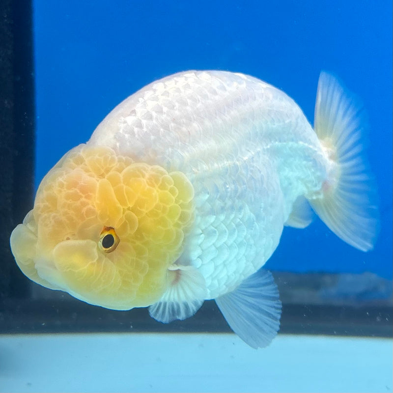 Thai Ranchu Lemon Head White 3” Body Male(CK-995)R3B03