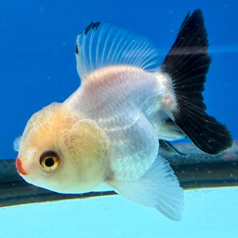 Thai Oranda Lemonhead 2.5” Male (FEB-314)R3B08