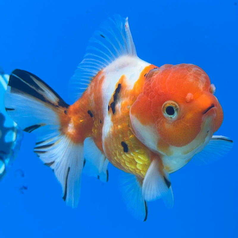 Thai Oranda Tri-Color Calico 3” Body Female(CK-1494)R3A05