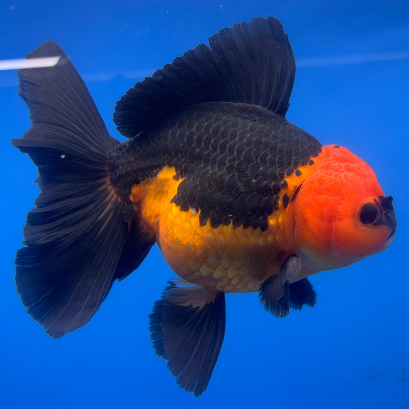 Thai Oranda Apache 4” Body Female(CK-816)R1A04