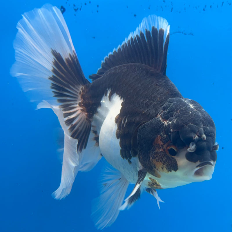 Thai Oranda Tri-Color 3.5” Body Male(BIN-CK-1058)SHOWTANK2