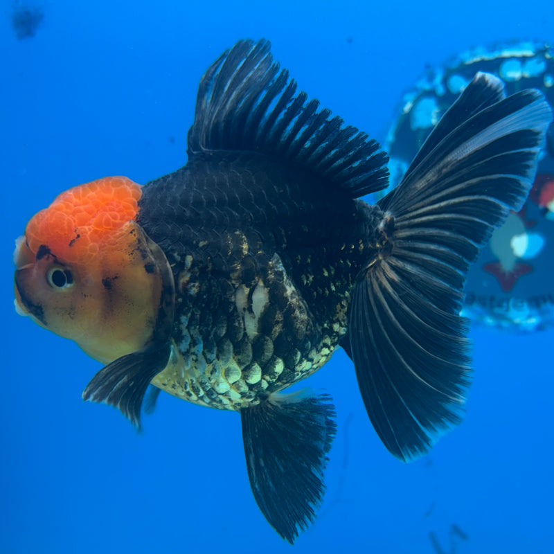 Thai Oranda Apache 3.5” Body Female(CK-919)R1BLUETUB4