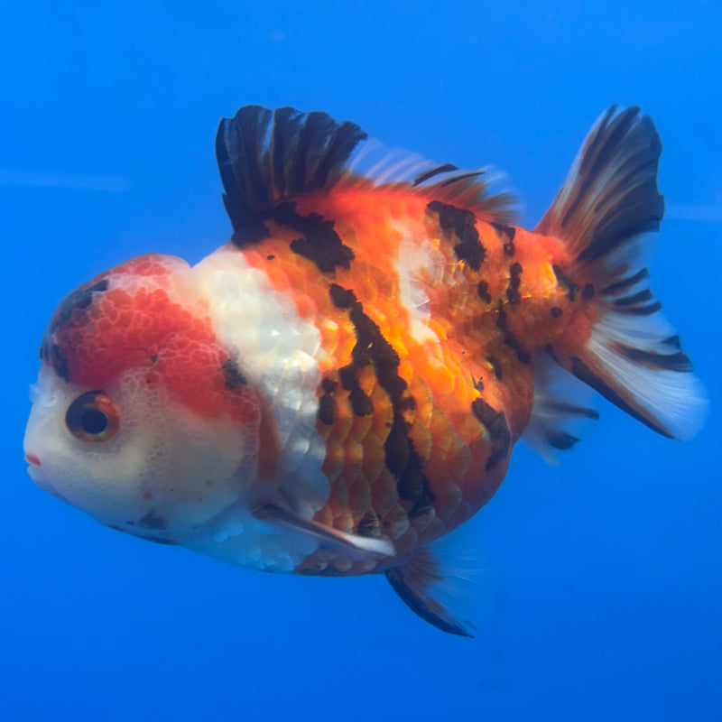 Thai Oranda Tri-Color Calico 4” Body Male(CK-820)R1A07