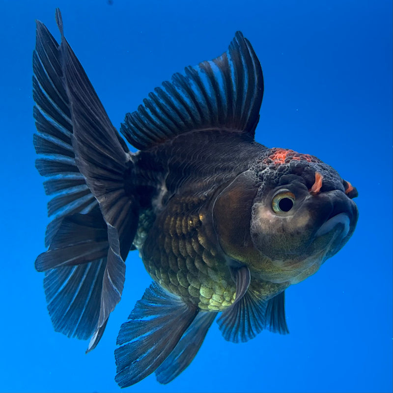 Thai Oranda Tri-Color 3” Body Female(CK-978)R3B09