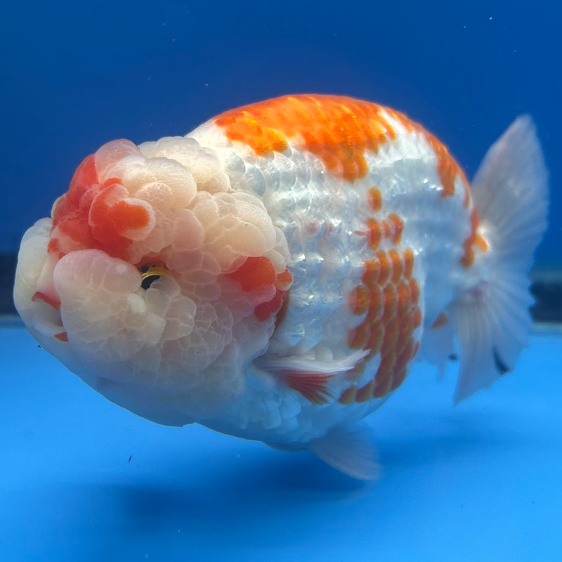 Thai Ranchu JUMBO Red/White 4.5” Body Male(BIN-CK-1045)SHOWTANK2
