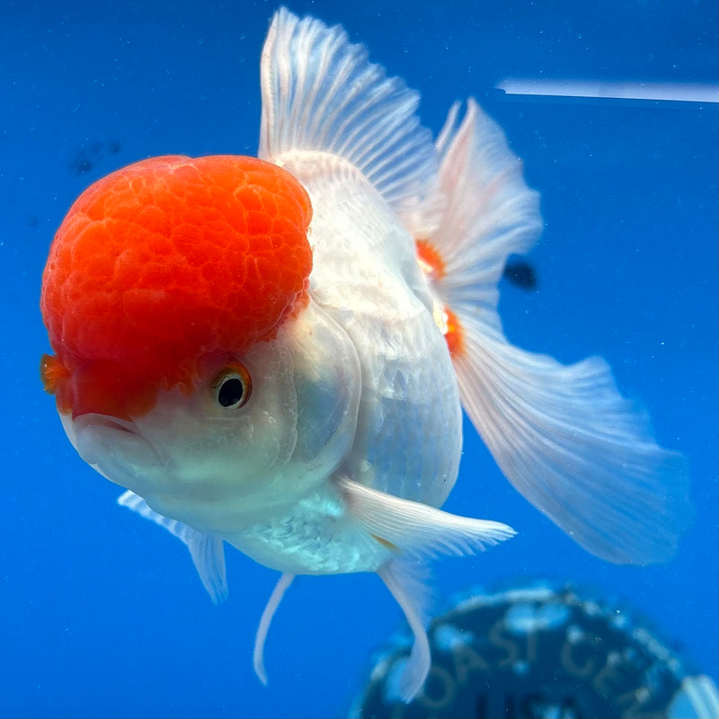 Thai Oranda White Body Red Cap 3.5" Female(CK-1542)R2B13