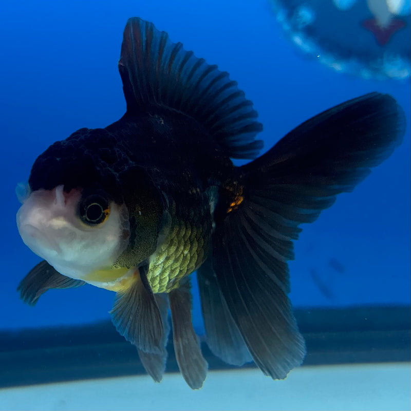 Thai Oranda Panda 2.5" Male (CK-1525)R3B13
