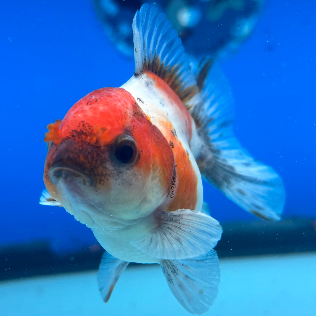 Thai Oranda Calico Yuanbao by SHOGUN 2.5” Body Male(CK-1587)R3B09