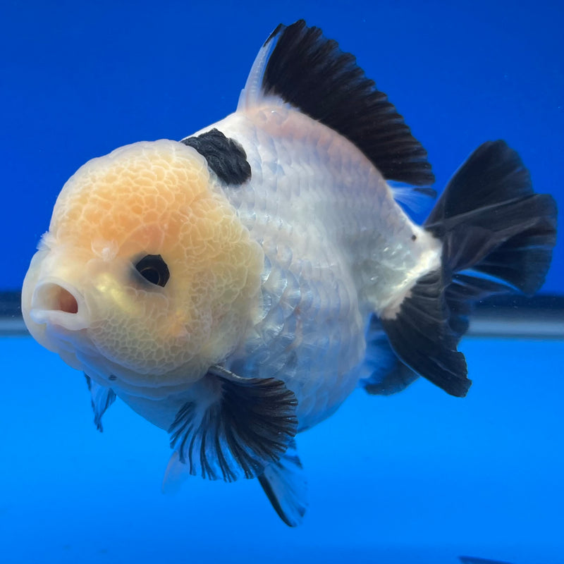 Thai Premium Oranda Yuanbao Lemon Head Panda 4” Body Male(CK-753)R1BlueTub4