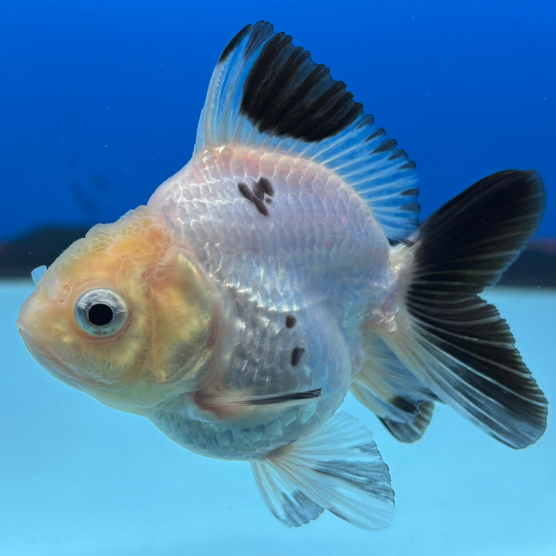 Thai Oranda NOK Lemon Head Panda 2.5” Body Female(NOK-CK-1174)R3B18