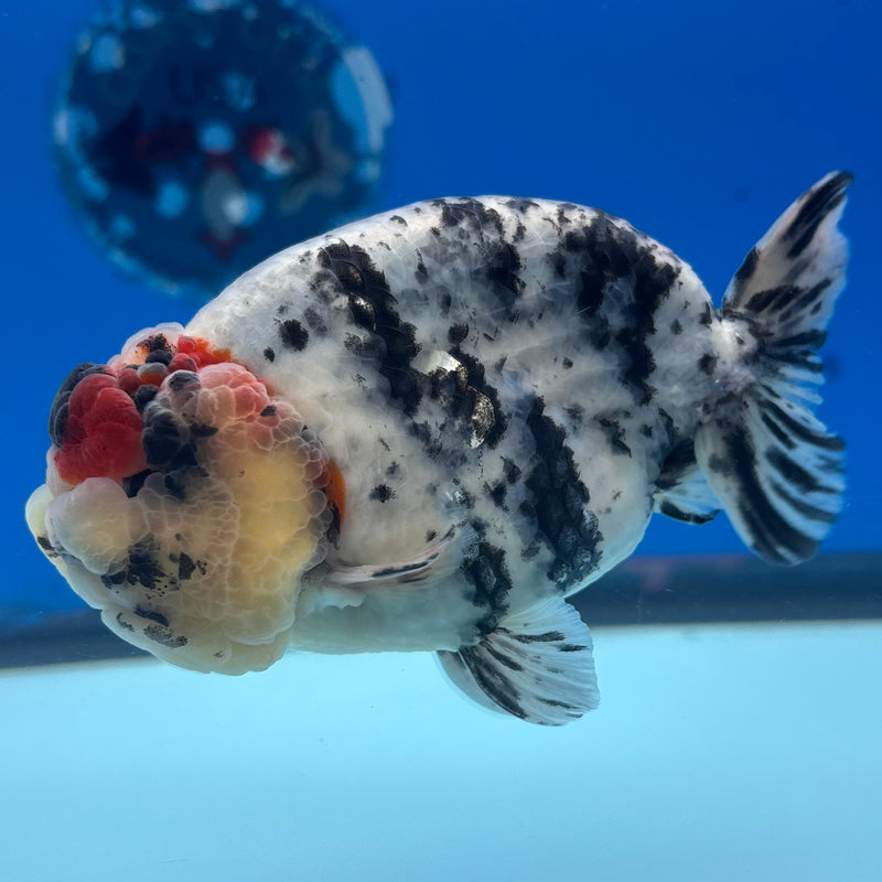 Thai Ranchu JUMBO Tri-Color Calico 4.5” Body Male(BIN-CK-1054)SHOWTANK2