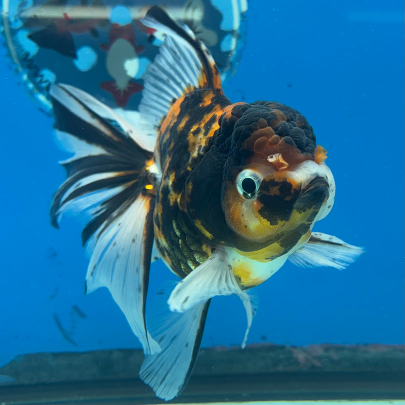 Thai Oranda Tri-Color Calico Tiger 3.5” Body Female(CK-1485)R2B17