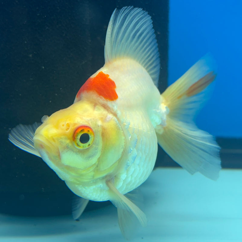 Thai Ryukin Lemon Head Red/White Show Quality 2.5" Body Female(CK-870)R3B13