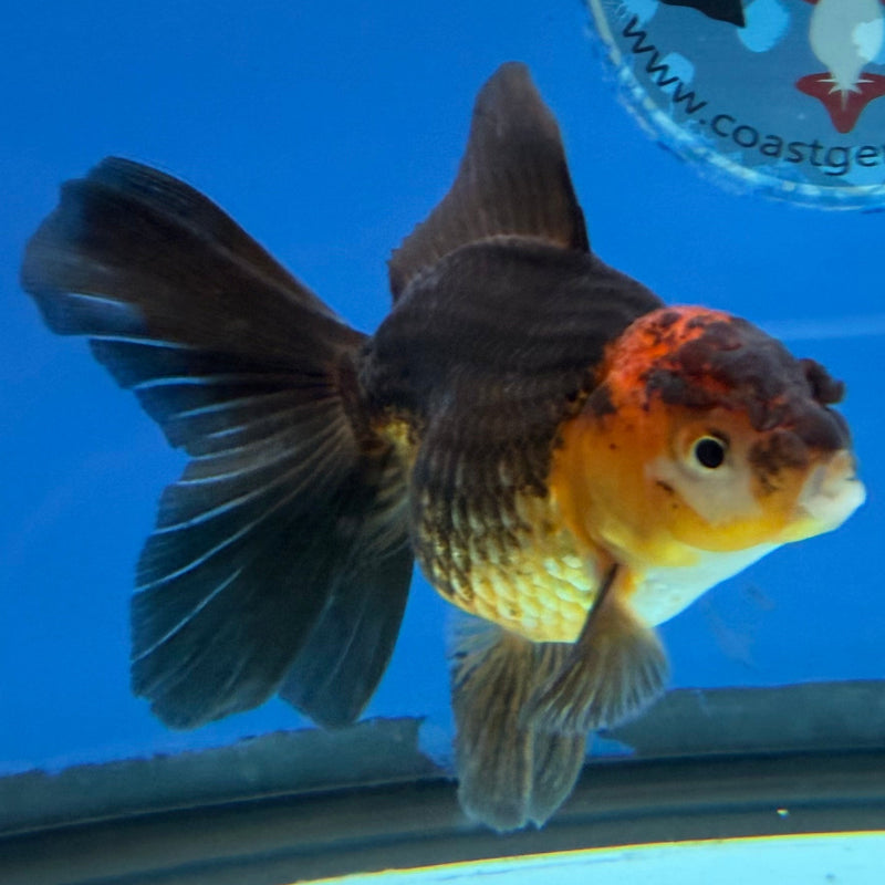 Thai Oranda Apache 3in Female (FEB-324)R2B07
