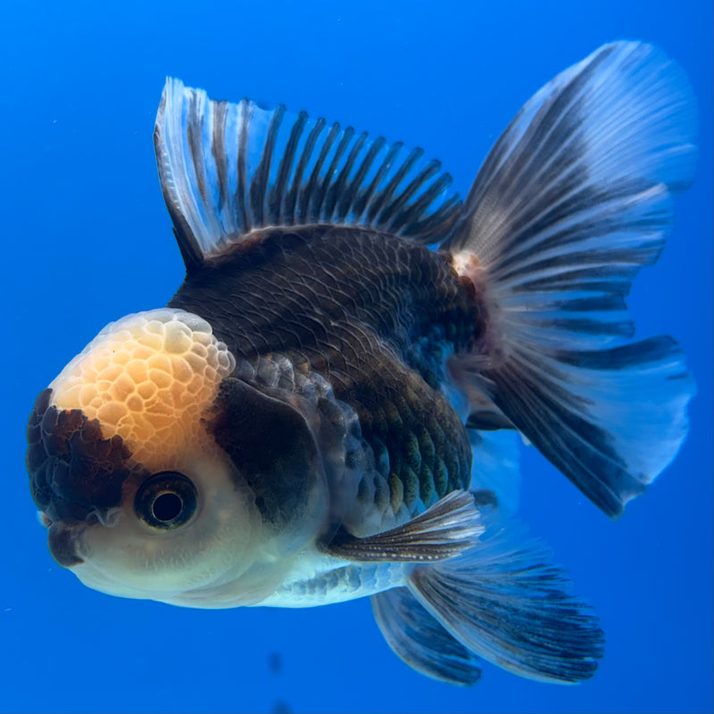 Thai Oranda Panda 3” Body Male(CK-966)R3B21