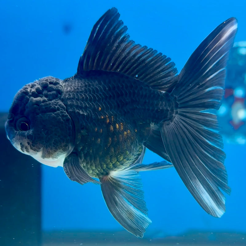 Thai Oranda NOK Black Panda 2.5” Body Male(NOK-CK-1181)R3B16