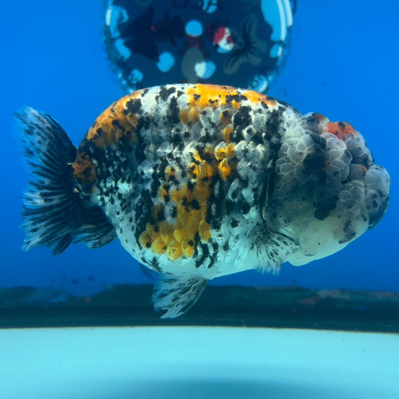 Thai Ranchu JUMBO Calico 4.5” Body Female(BIN-CK-1047)SHOWTANK2