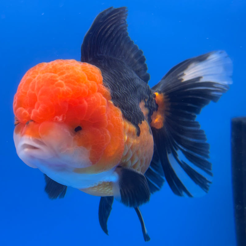 Thai Oranda Panda 3.5” Body Male(CK-1374)R1B11