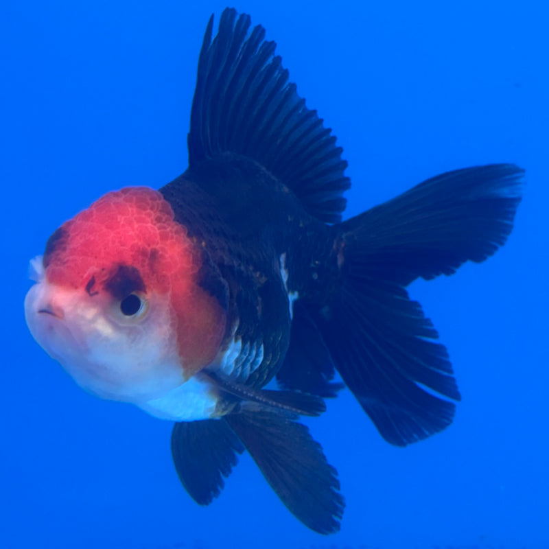 Thai Oranda Apache 2.5” Body Male(CK-1259)R3B11