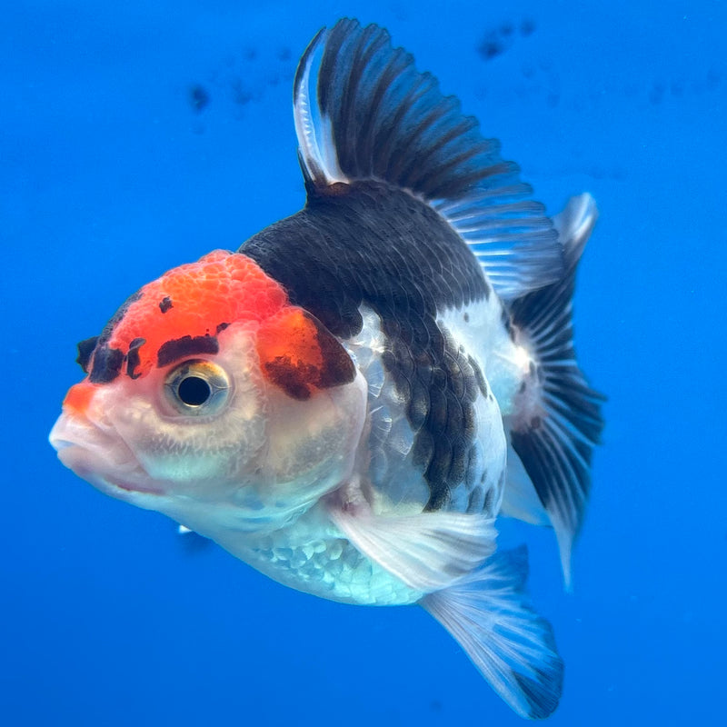 Thai Oranda NOK Tri-Color 2.5” Body Male(NOK-CK-1173)R3B18