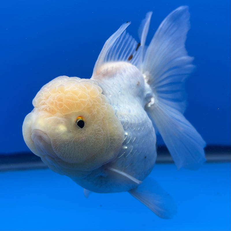 Thai Oranda Lemon Head White 4” Body Female(CK-812)R1B01