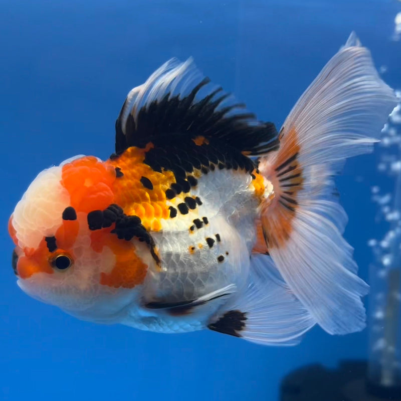 Thai Oranda Tri-Color Apache 3” Body Female(CK-667)R1B08