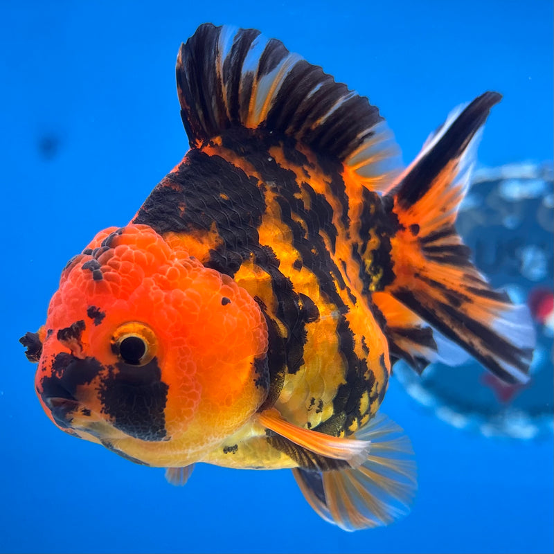 Thai Oranda Calico Tiger Yuanbao by SHOGUN 3” Body Female(CK-1166)R3A07