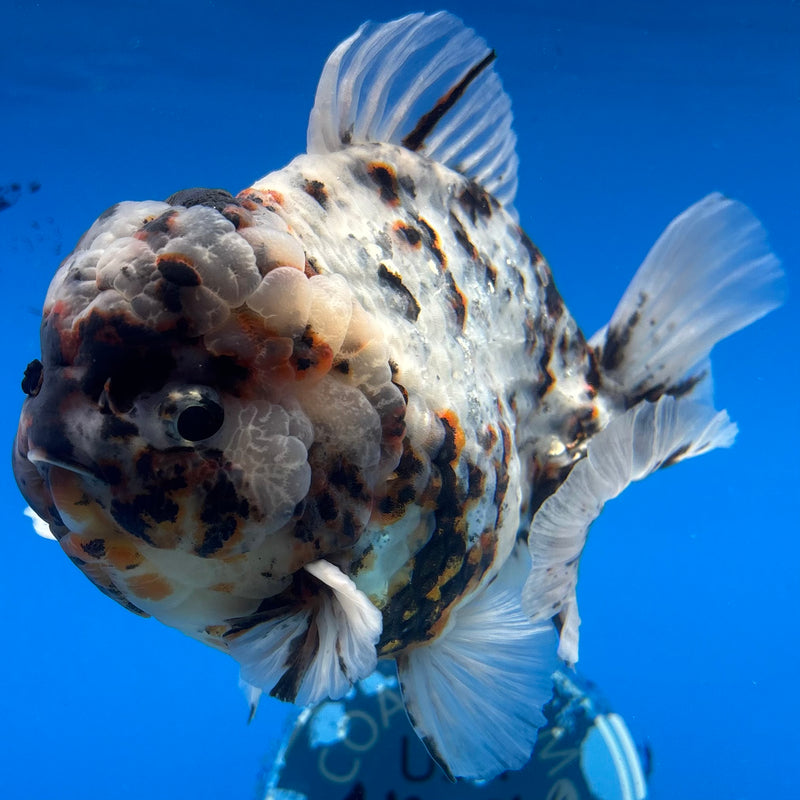 Thai Oranda Tri-Color Calico Tiger 5.5” Body Male(NKT-CK-1030)SHOWTANK2