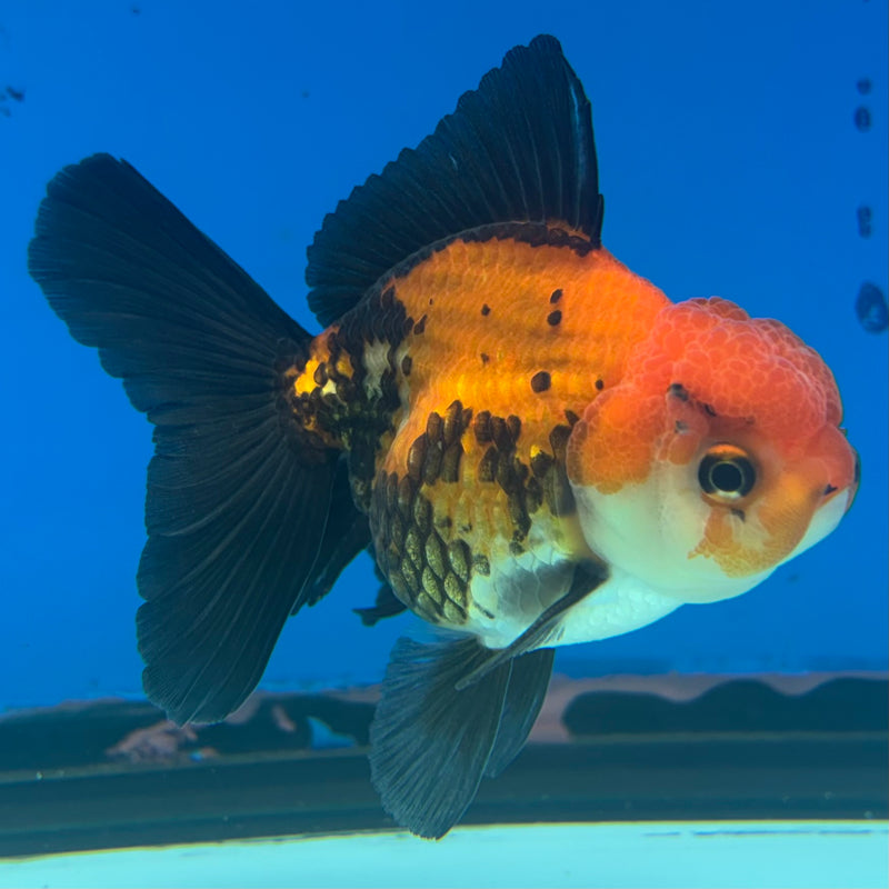 Thai Oranda Apache 2.5” Body Male(CK-849)R3B18