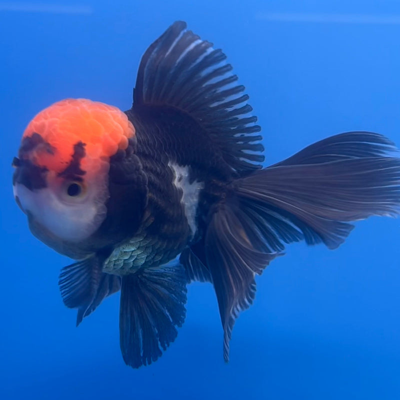 Thai Oranda Tri-Color 3” Body Male(CK-658)R1B11