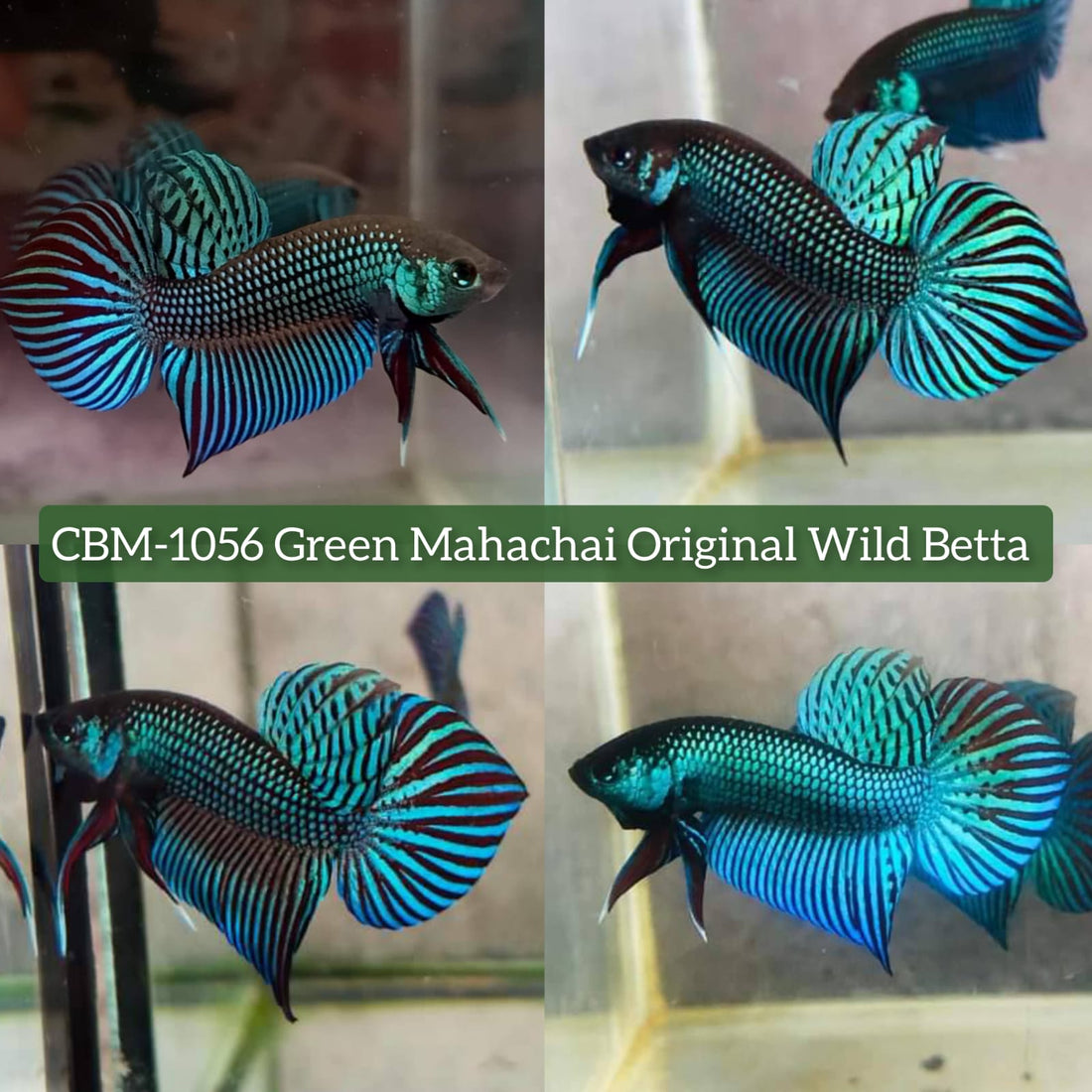 Green Mahachai Male Wild Betta Our Choice(CBM-1056)