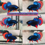 Blue Imbellis Red Tail Male Wild Betta Our Choice (CBM-1060)