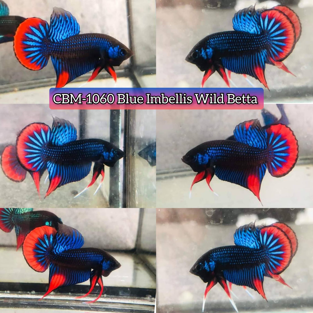 Blue Imbellis Red Tail Male Wild Betta Our Choice (CBM-1060)