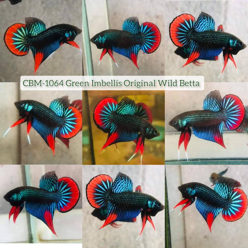 Green Imbellis Red Tail Male Wild Betta (CBM-1064)Our Choice BUY 4 GET 1 FREE MIX & MATCH