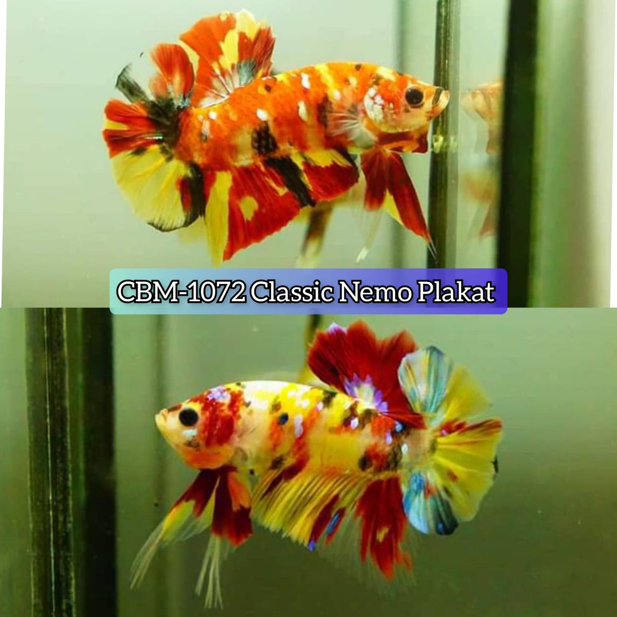 Live Freshwater Betta Males Premium Plakat Male Betta Plakat Nemo Koi Our Choice (CBM-1072)