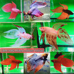 FANCY MIXED COLOR VIELTAIL MALE BETTA Our Choice (CBM-1082)