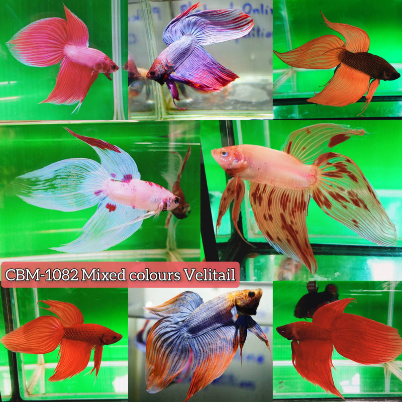 FANCY MIXED COLOR VIELTAIL MALE BETTA (CBM-1082)** Our Choice BUY 4 GET 1 FREE MIX & MATCH