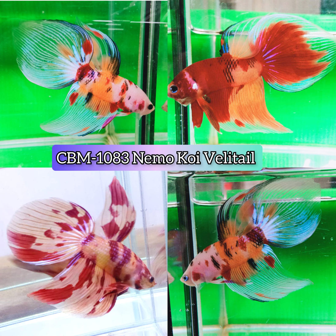 NEMO KOI COLOR VIELTAIL MALE BETTA Our Choice (CBM-1083)
