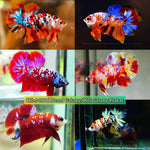 NEMO GALAXY/KOI GALAXY/KOI METALLIC PLAKAT MALE BETTA Our Choice (CBM-1086)