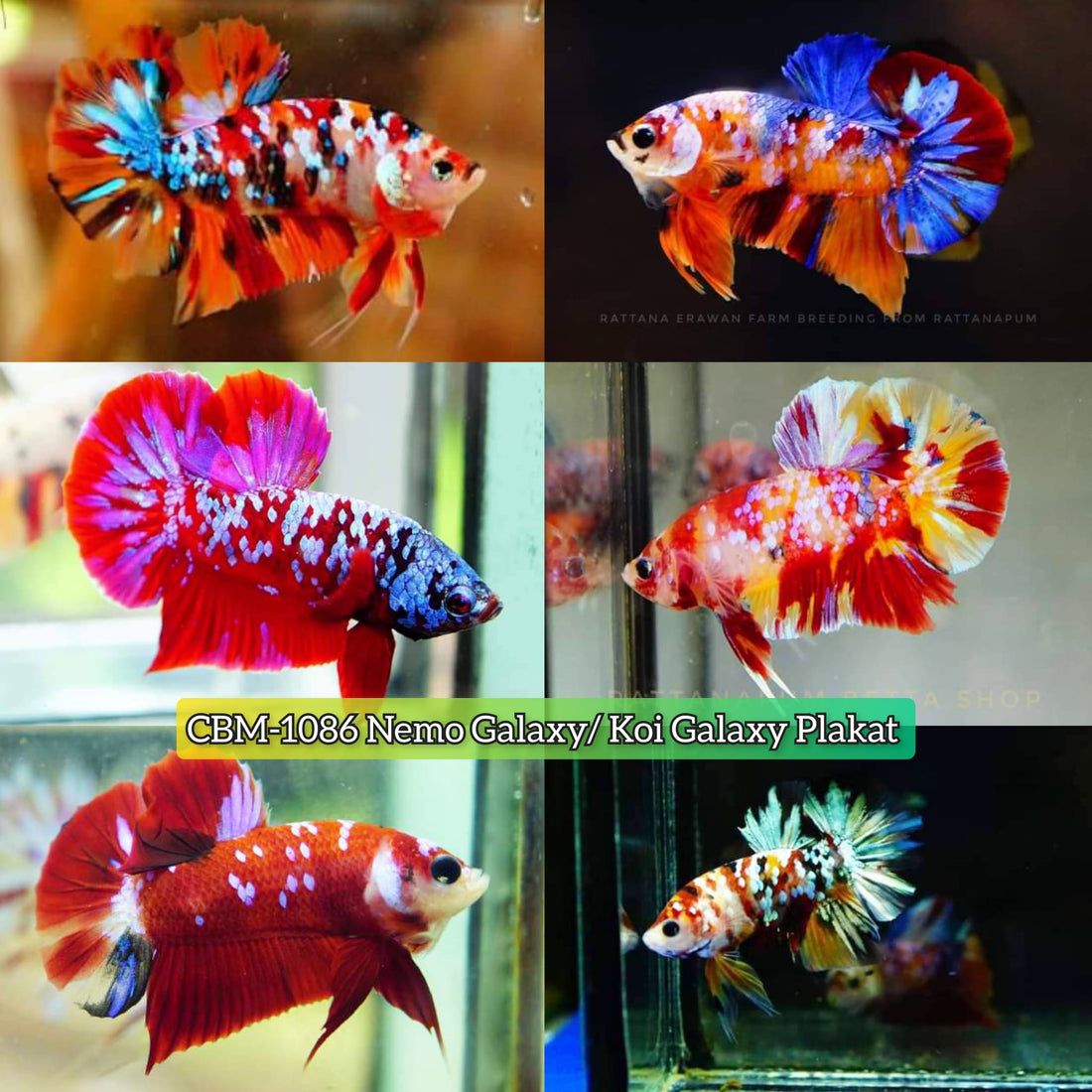 NEMO GALAXY/KOI GALAXY/KOI METALLIC PLAKAT MALE BETTA Our Choice (CBM-1086)