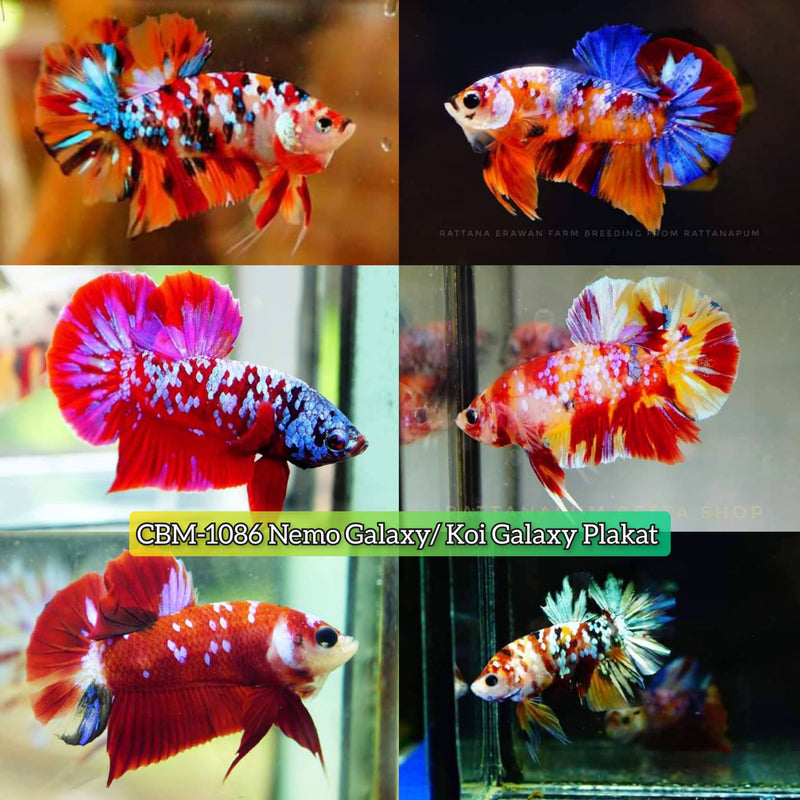 NEMO GALAXY/KOI GALAXY PLAKAT MALE BETTA (CBM-1086) BUY 4 GET 1 FREE MIX & MATCH