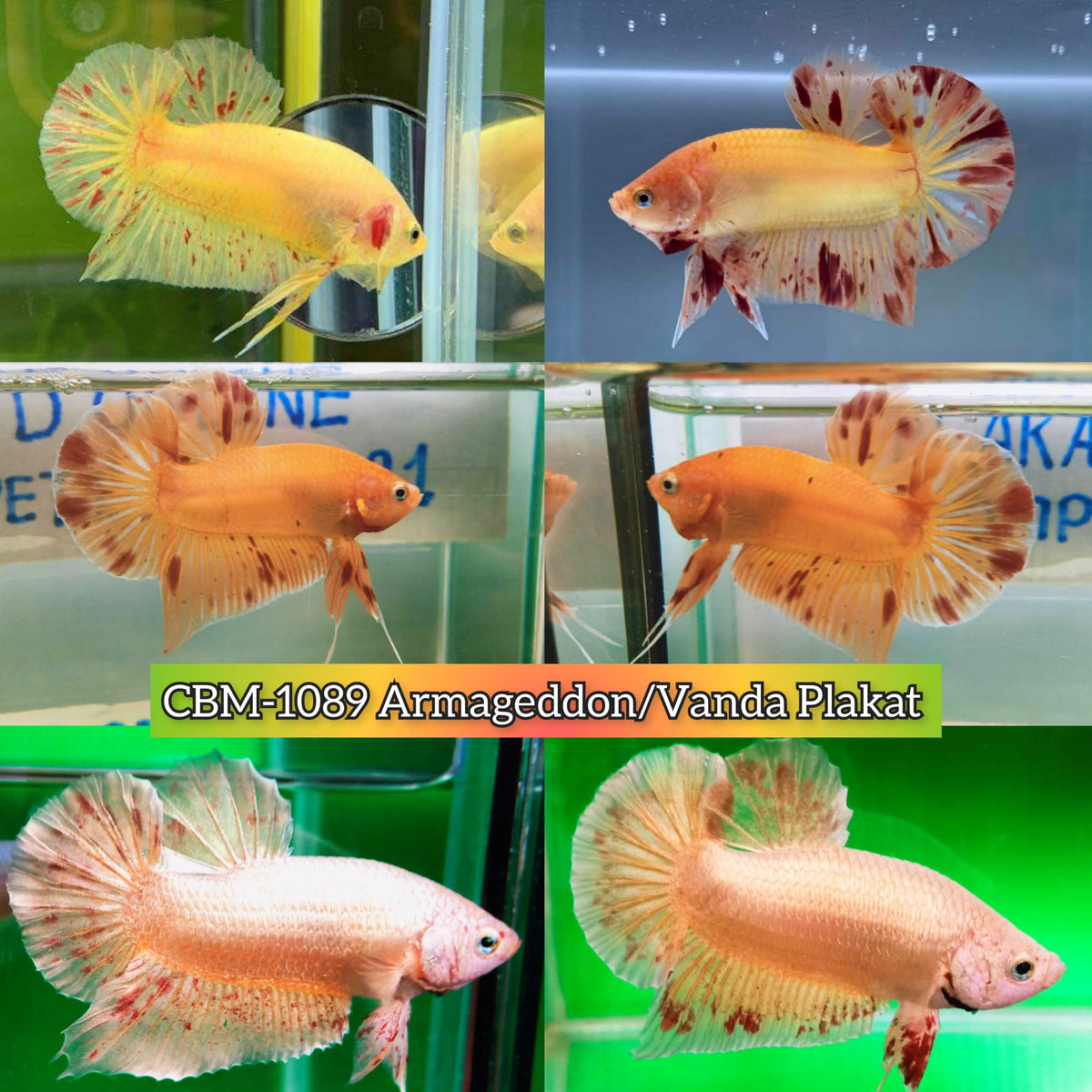 ARMAGGEDON/VANDA PLAKAT MALE BETTA Our Choice (CBM-1089)