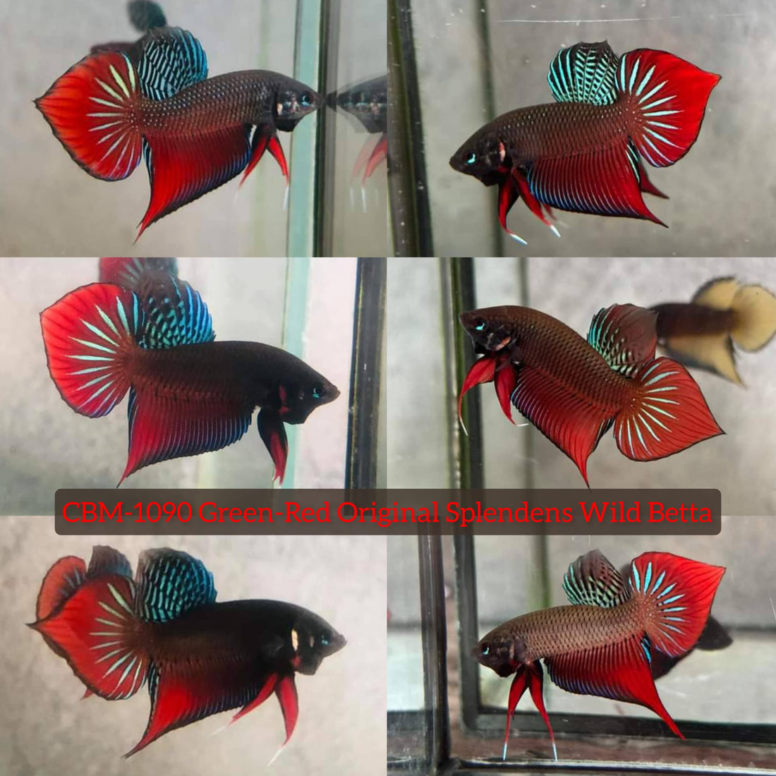 GREEN-RED ORIGINAL SPLENDENS Male Wild Betta Our Choice (CBM-1090)