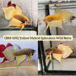 YELLOW HYBRID SPLENDENS Male Wild Betta Our Choice (CBM-1092)