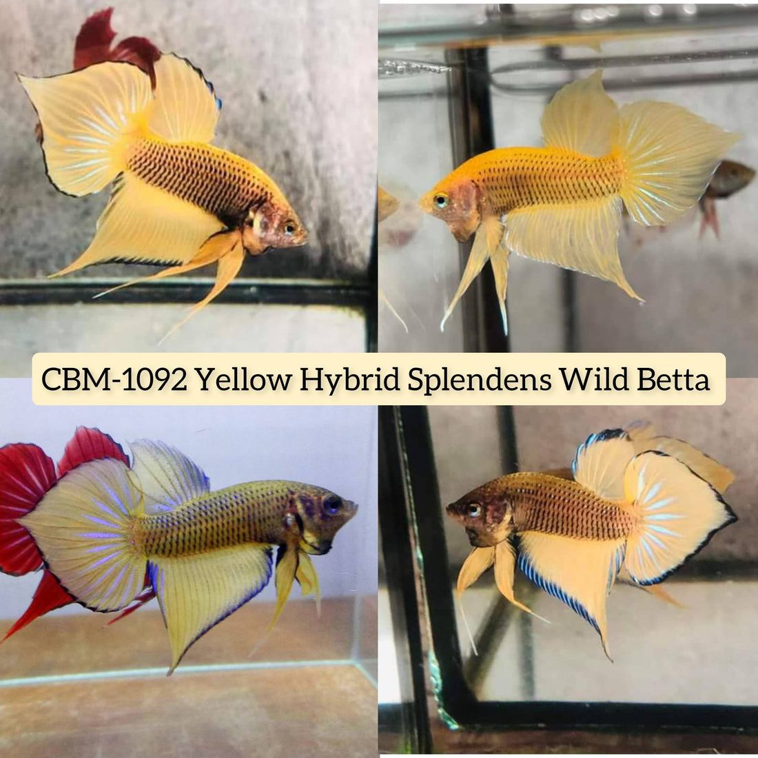 YELLOW HYBRID SPLENDENS Male Wild Betta Our Choice (CBM-1092)