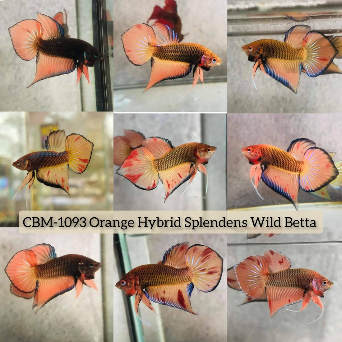 ORANGE HYBRID SPLENDENS Male Wild Betta Our Choice (CBM-1093)