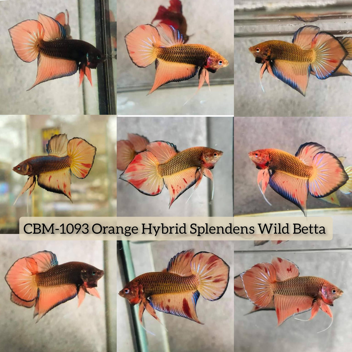 ORANGE HYBRID SPLENDENS Male Wild Betta Our Choice (CBM-1093)