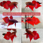 RED HYBRID SPLENDENS Male Wild Betta Our Choice (CBM-1094)