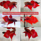 RED HYBRID SPLENDENS Male Wild Betta Our Choice (CBM-1094)
